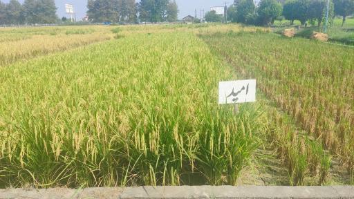 عکس تحقیقات برنج آمل