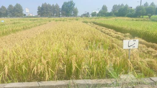 عکس تحقیقات برنج آمل