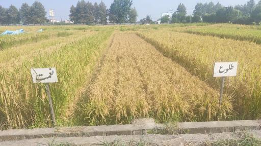 عکس تحقیقات برنج آمل