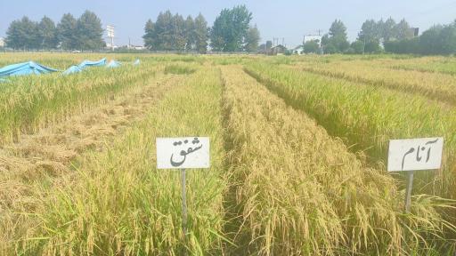 عکس تحقیقات برنج آمل