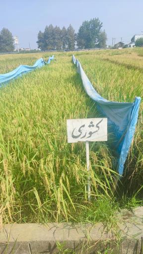 عکس تحقیقات برنج آمل