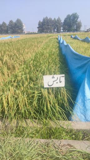 عکس تحقیقات برنج آمل