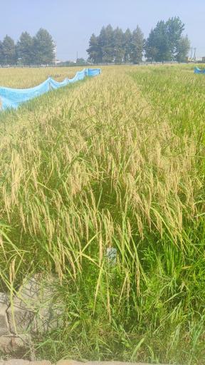 عکس تحقیقات برنج آمل