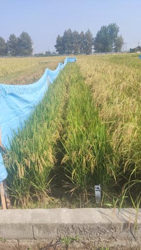 عکس تحقیقات برنج آمل