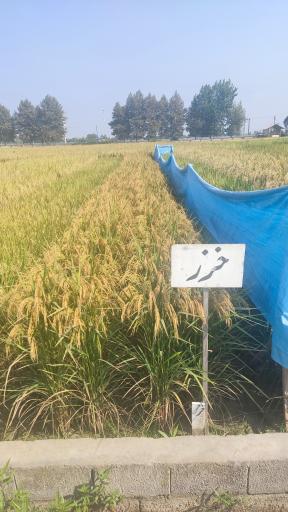 عکس تحقیقات برنج آمل