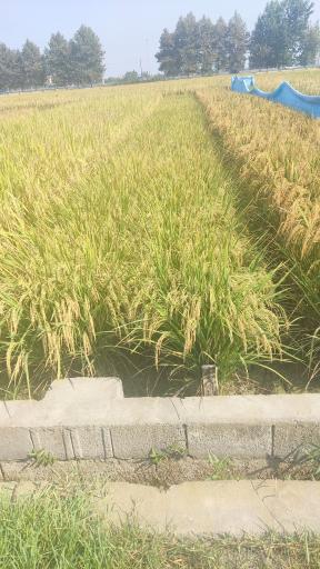 عکس تحقیقات برنج آمل