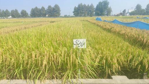 عکس تحقیقات برنج آمل