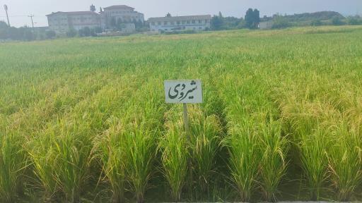 عکس تحقیقات برنج آمل