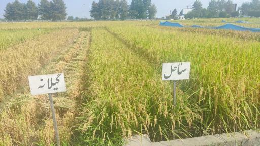 عکس تحقیقات برنج آمل