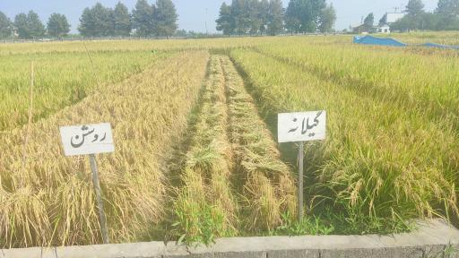 عکس تحقیقات برنج آمل