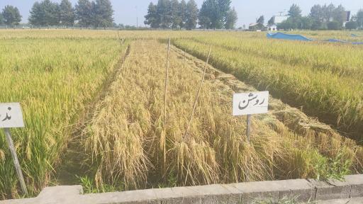 عکس تحقیقات برنج آمل