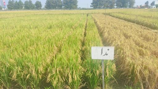 عکس تحقیقات برنج آمل