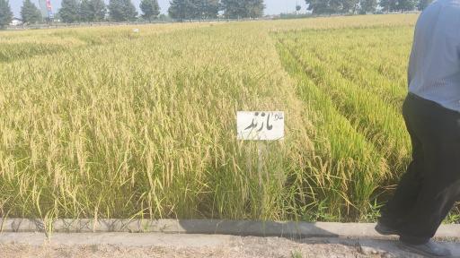 عکس تحقیقات برنج آمل