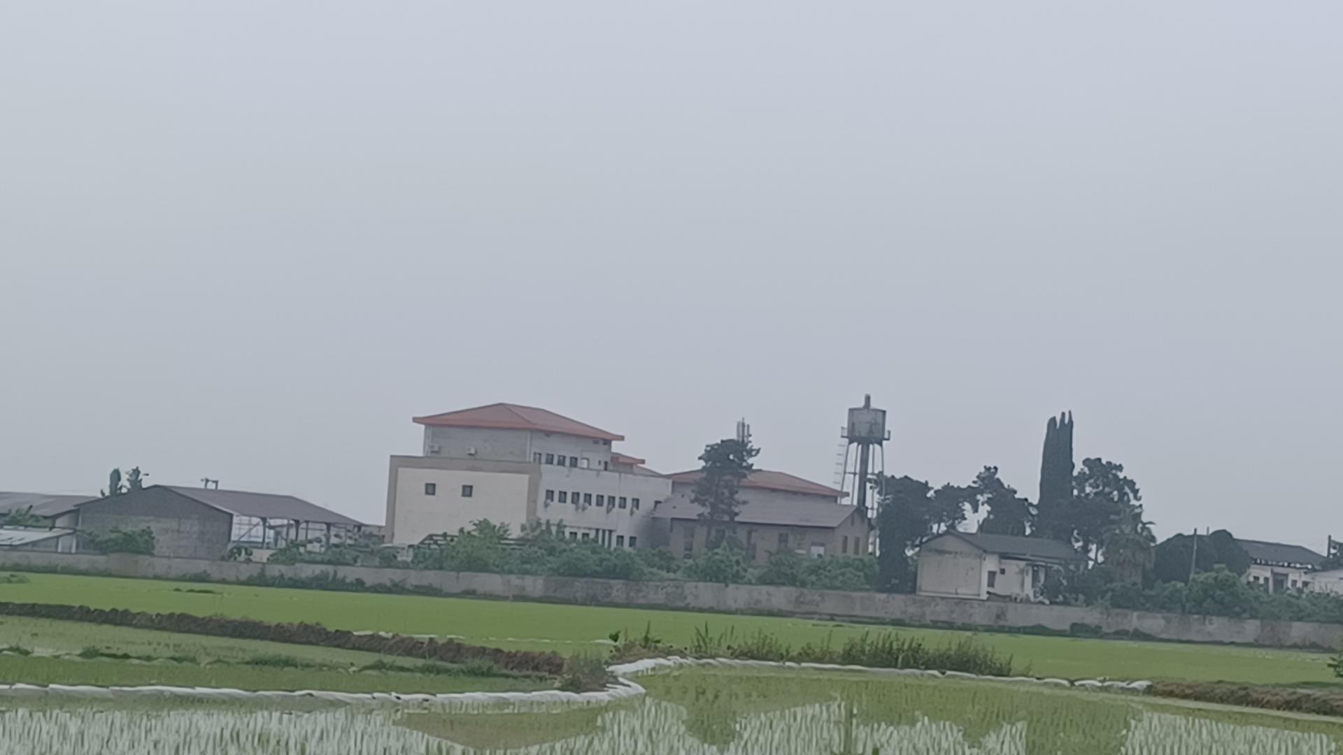 عکس تحقیقات برنج آمل