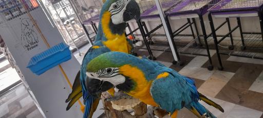 عکس طوطی سانان پرنس