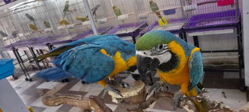 عکس طوطی سانان پرنس