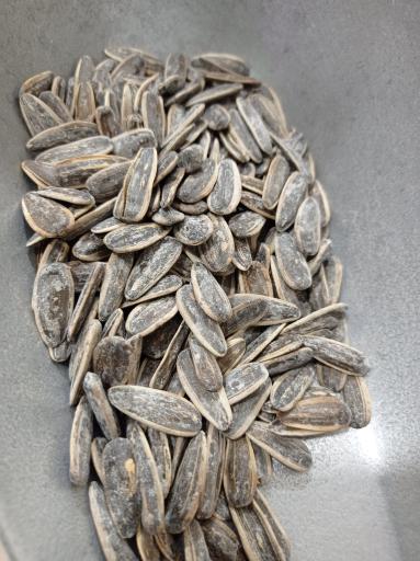 عکس پخش برنج بابایی