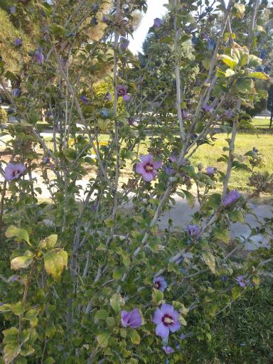 عکس پارک ملت