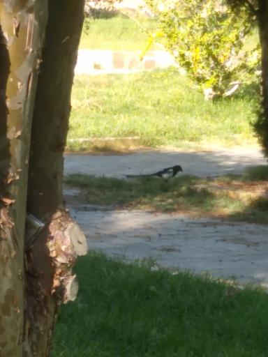 عکس پارک ملت