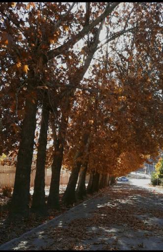 عکس پارک ساحلی