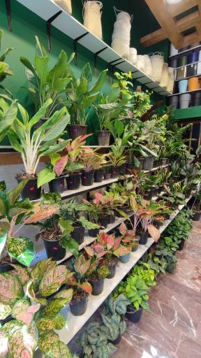 عکس گل فروشی چیترا