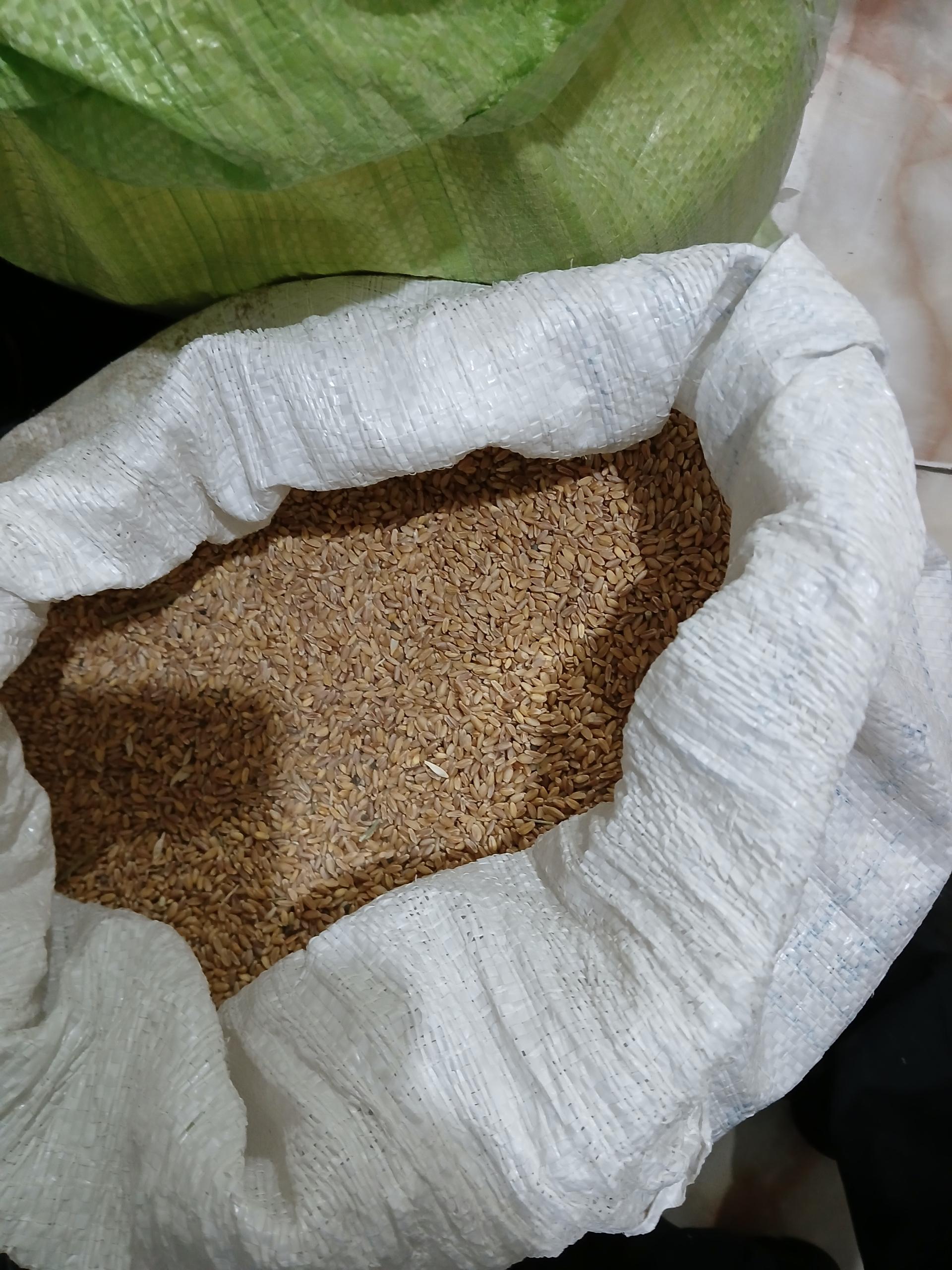 عکس دان پرندگان مهربان