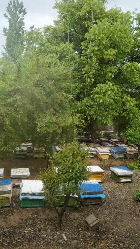 عکس زنبورستان برادران کُندری