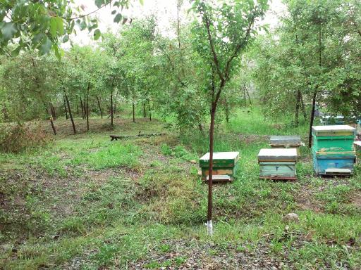 عکس زنبورستان برادران کُندری