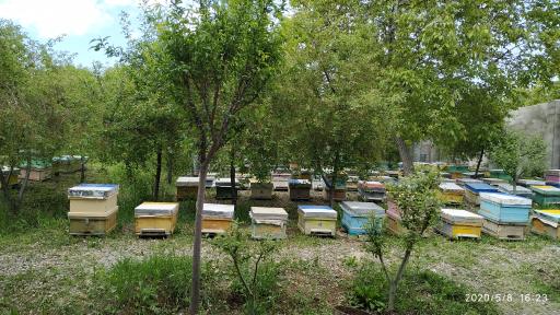 عکس زنبورستان برادران کُندری