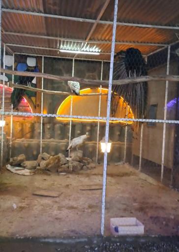 عکس رستوران سنتی آرکاداش