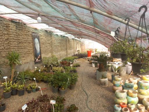 عکس گلخانه توفیق 