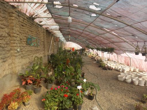 عکس گلخانه توفیق 
