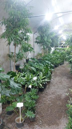 عکس گلخانه آبشار طلائی