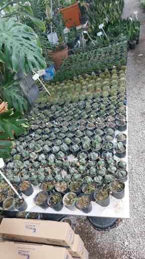 عکس گلخانه آبشار طلائی