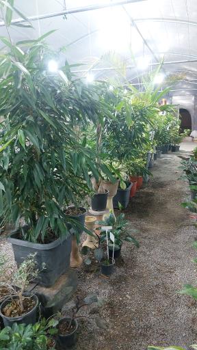 عکس گلخانه آبشار طلائی