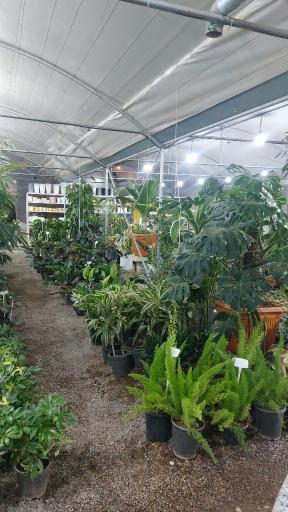 عکس گلخانه آبشار طلائی