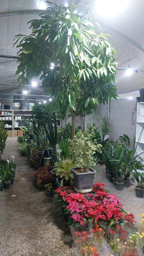 عکس گلخانه آبشار طلائی