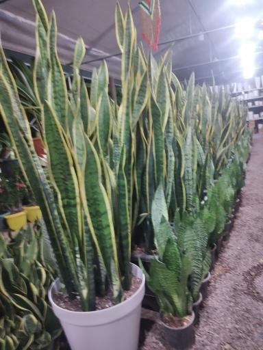 عکس گلخانه آبشار طلائی