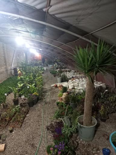 عکس گلخانه توفیق 
