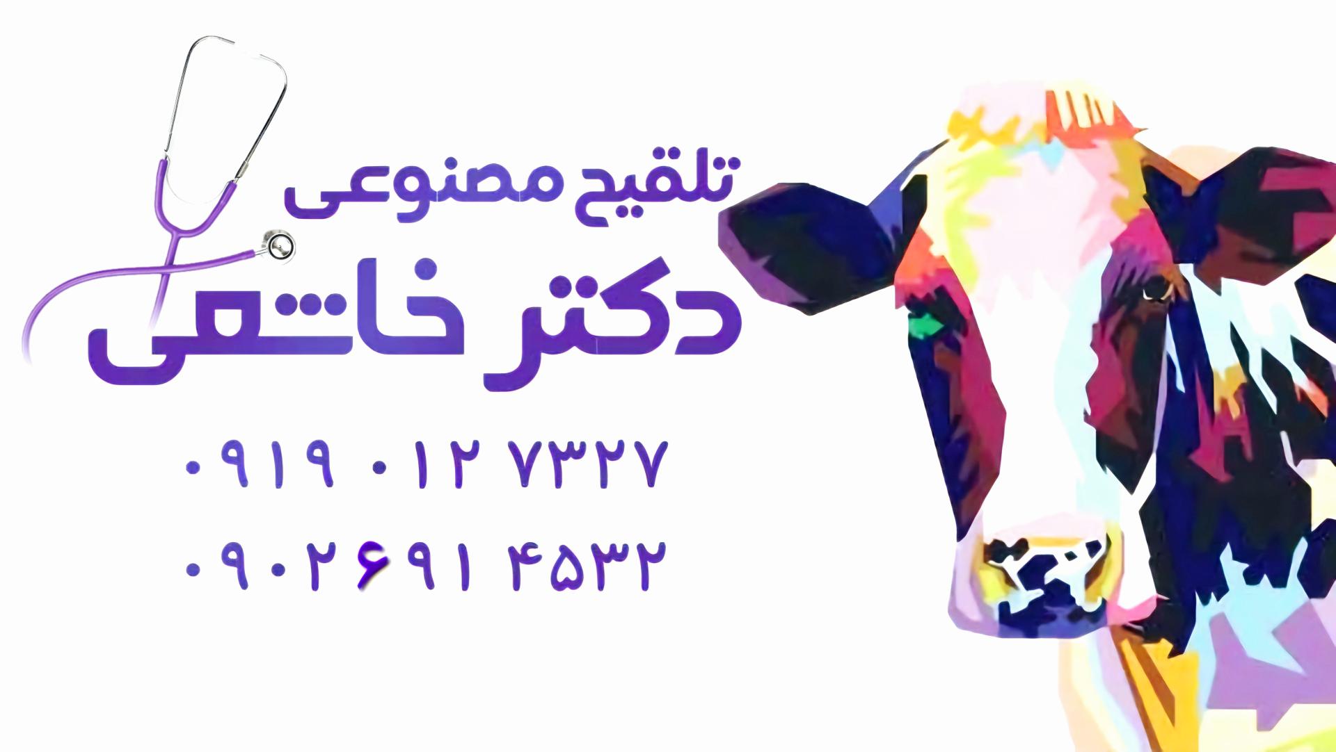 عکس تلقیح مصنوعی دام دکترخاشعی