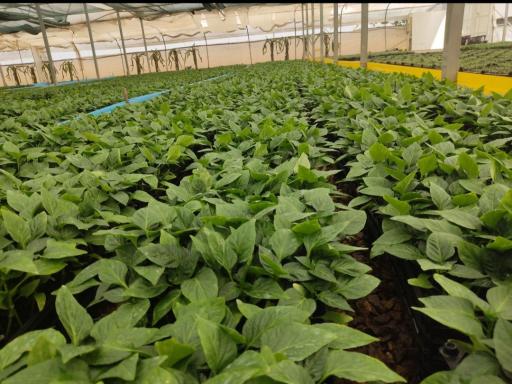 مرکز تخصصی تولید نشا جنوب