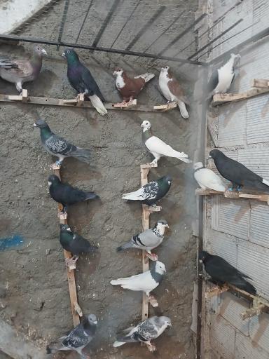 عکس دانه و پرده فروشی محسن