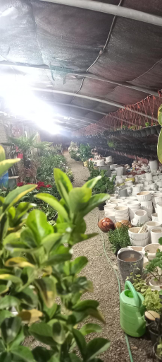 عکس گلخانه توفیق 