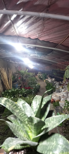 عکس گلخانه توفیق 