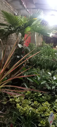 عکس گلخانه توفیق 