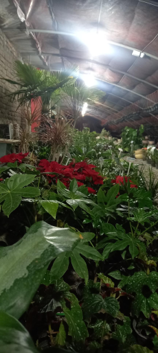 عکس گلخانه توفیق 
