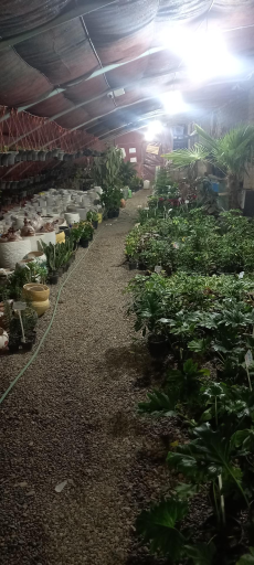 عکس گلخانه توفیق 