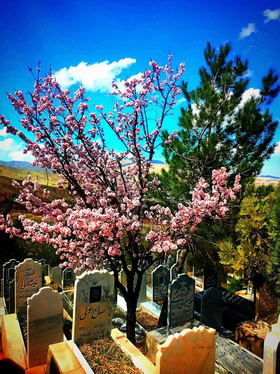 عکس گورستان