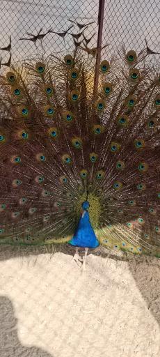 عکس باغ وحش اراک