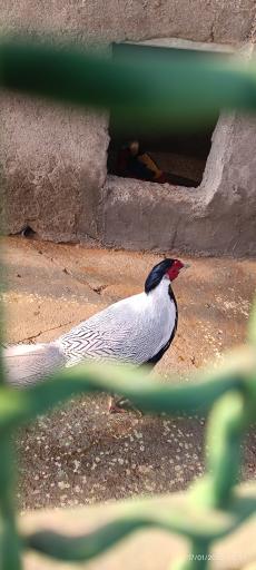 عکس باغ وحش اراک